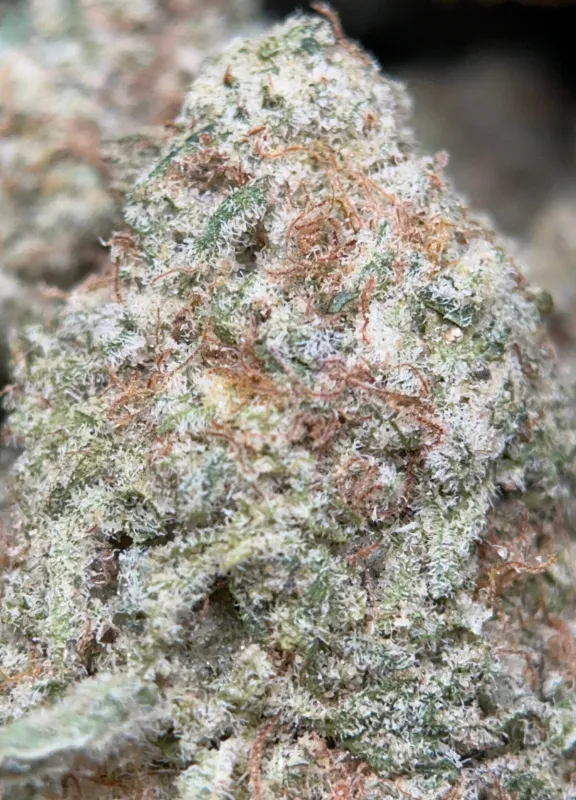 Phoenix Haze photo 4