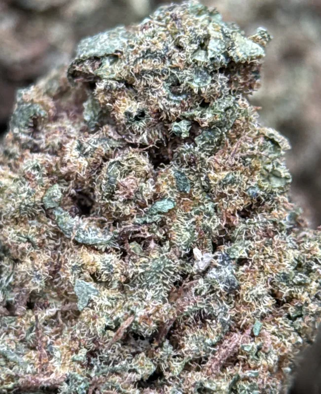 Pineapple Haze photo 5
