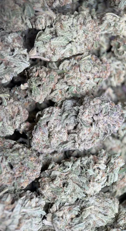 Pink Diesel photo 2