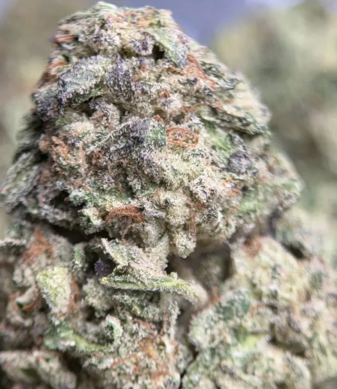 Pink Diesel photo 3
