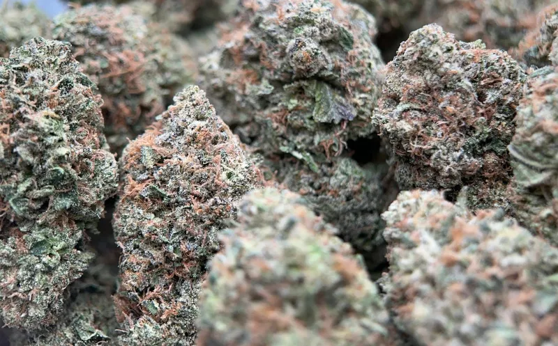 Pink Diesel photo 3