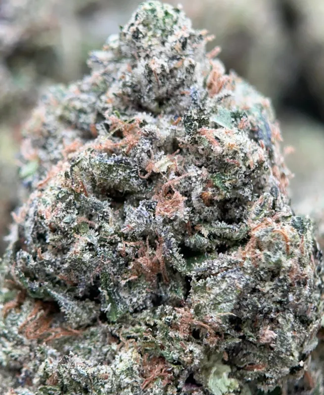 Pink Diesel photo 7