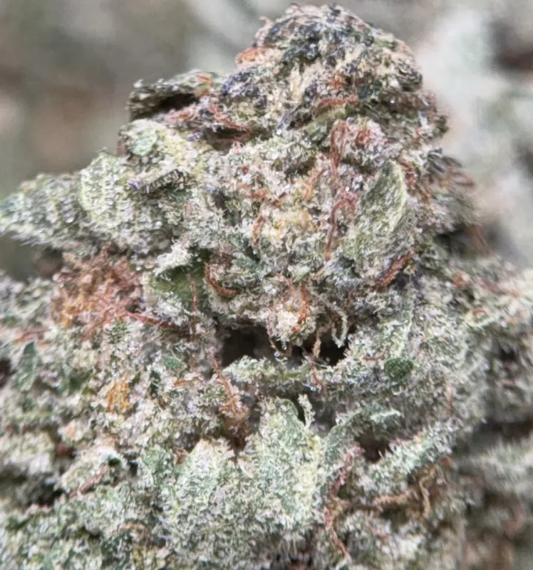 Pink Diesel photo 5