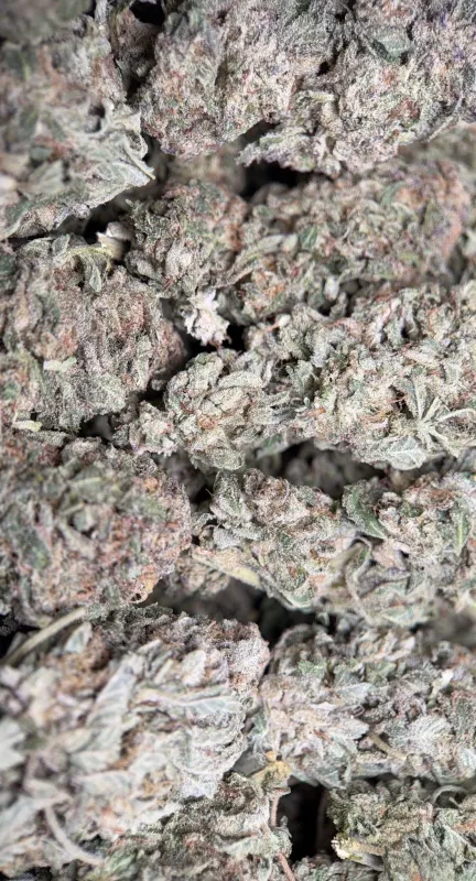 Pink Diesel photo 6