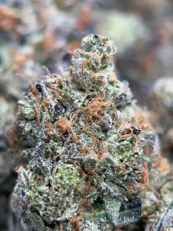 Pink Gasoline - Cali Brick photo 2