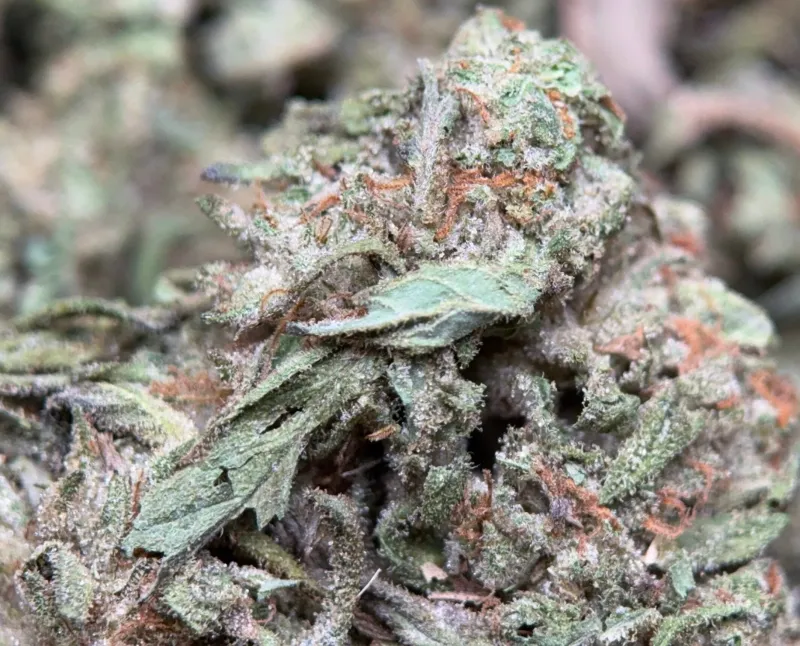 Pink Skywalker photo 2