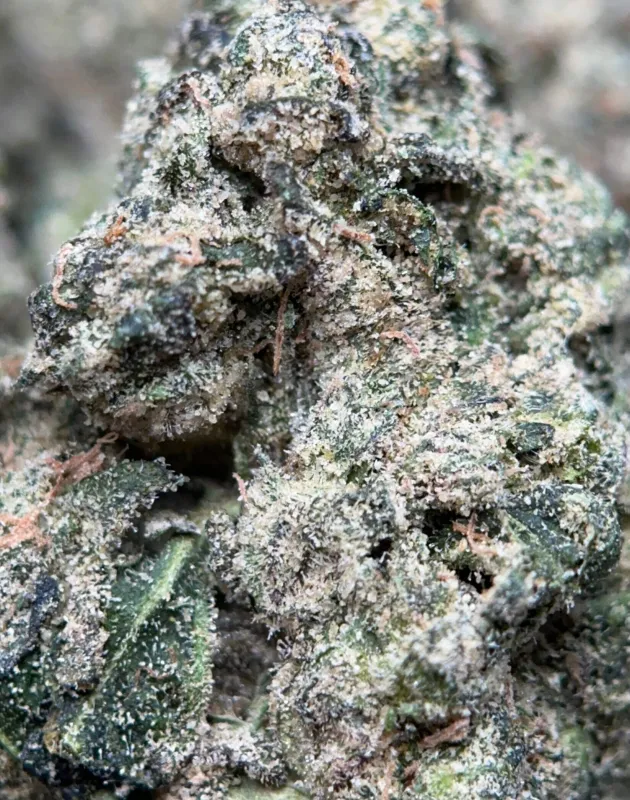 Pinkman Goo photo 2