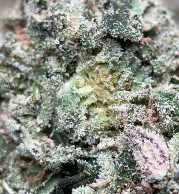 Pinkman Goo photo 3