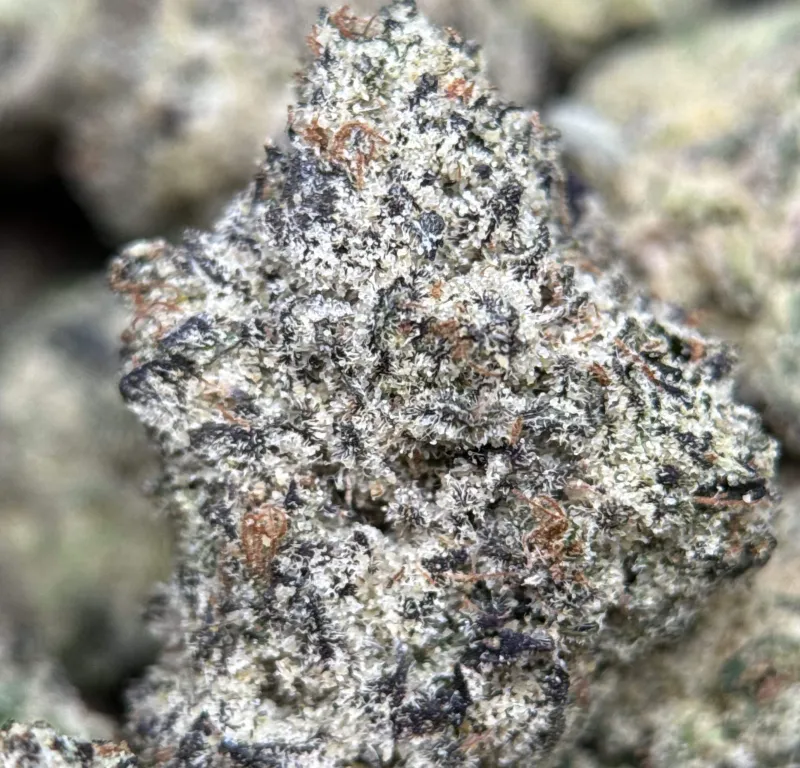 Purple Gas photo 4