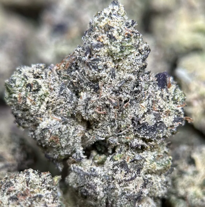 Purple Gas photo 5