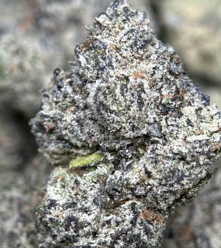 Purple Gas photo 8