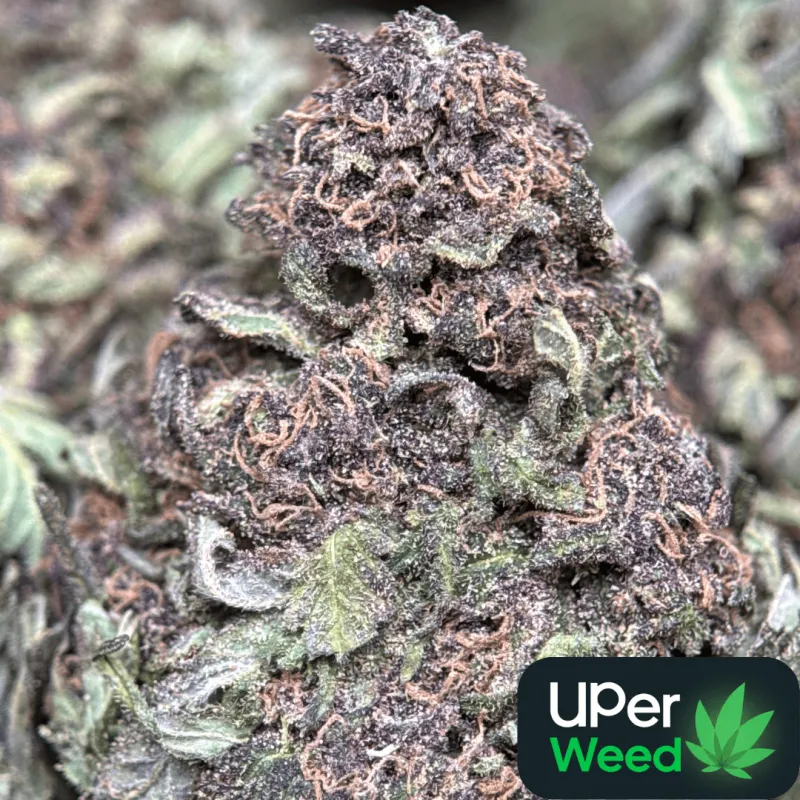 Purple Monster