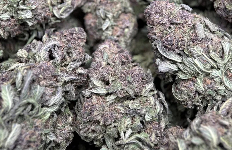 Purple Monster photo 4