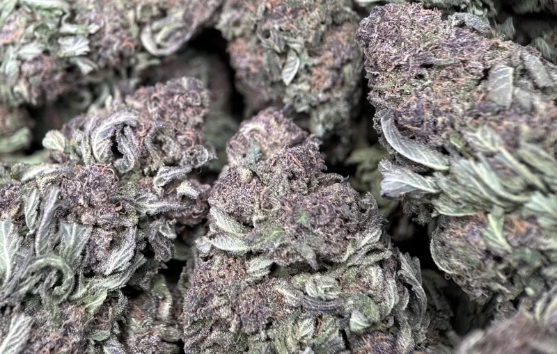 Purple Monster photo 5