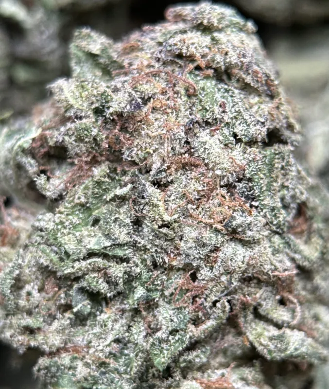 Purple Snake photo 3