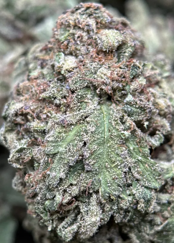 Purple Snake photo 4