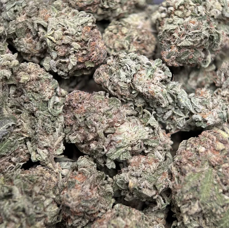 Purple Snake photo 6
