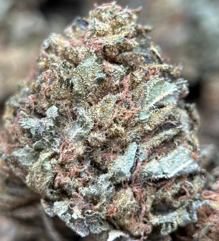 Sour Diesel 2 photo 4