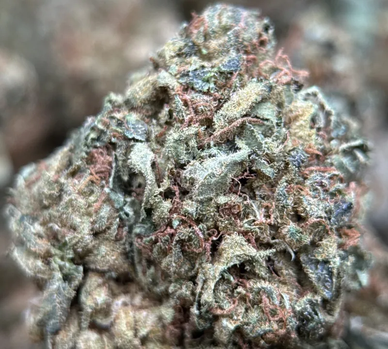 Sour Diesel photo 5