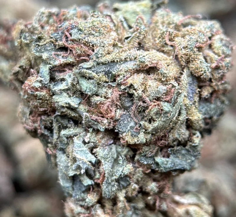Sour Diesel photo 6