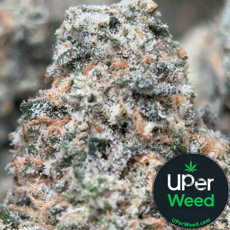 Space Dream - Sativa Hybrid - THC 32.65% | Ottawa & Gatineau Delivery | Canada-Wide Shipping photo 1