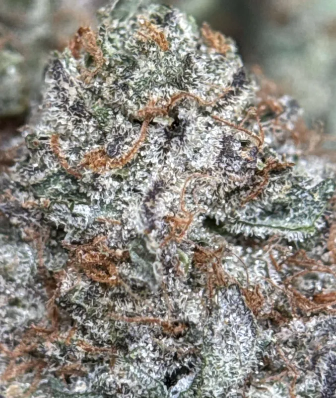 Sweet Gas photo 2