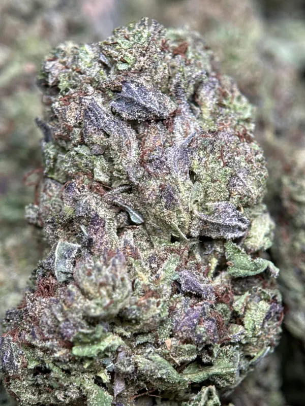 Ultra Pink photo 4