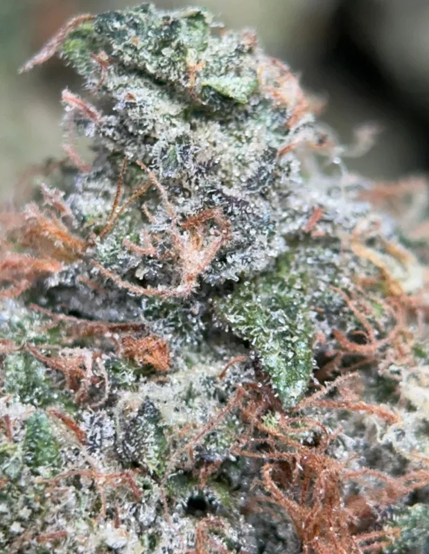Astro Blackhole Indica photo 2