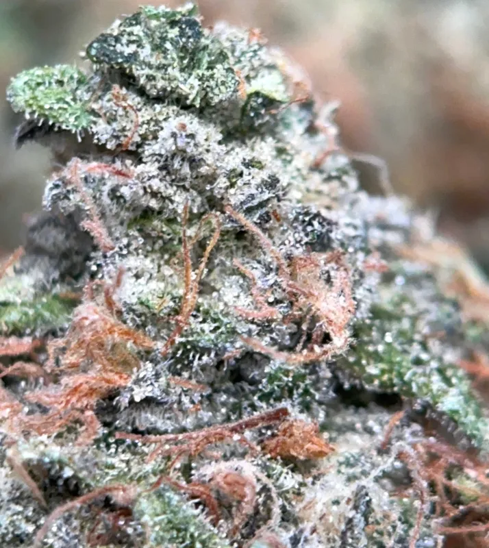 Astro Blackhole Indica photo 3