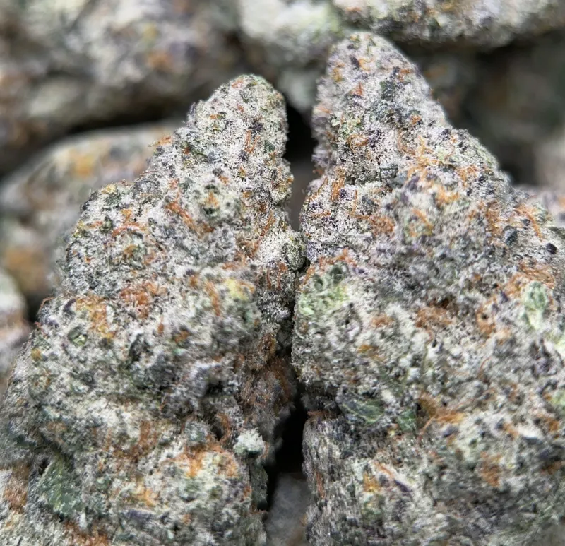 Watermelon Zkittlez Haze photo 2