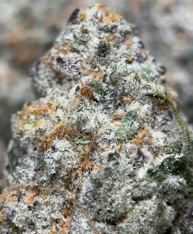 Watermelon Zkittlez Haze photo 3