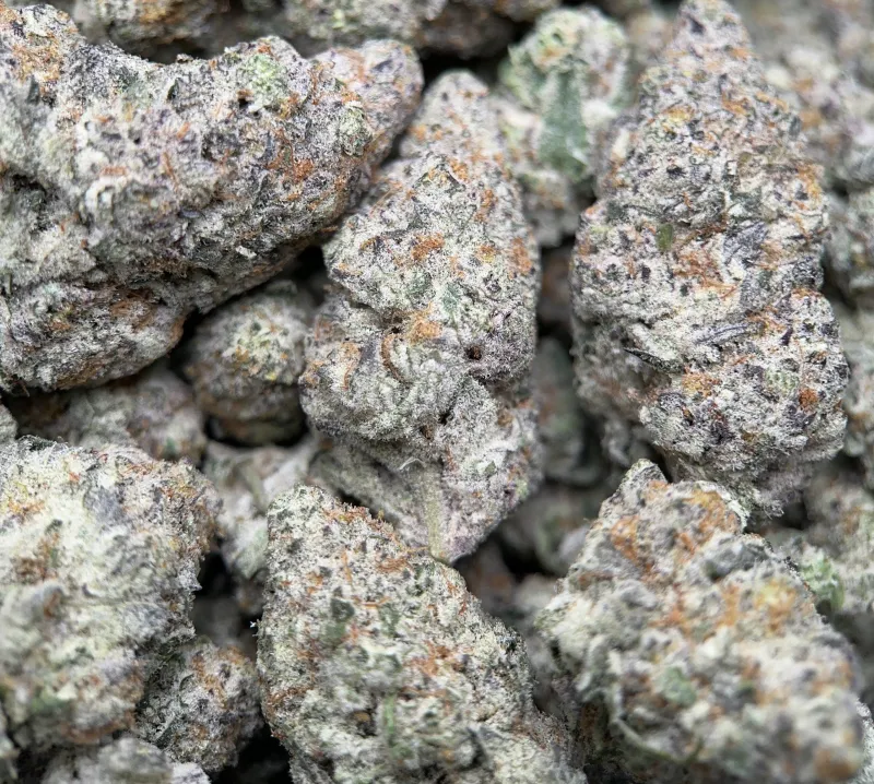 Watermelon Zkittlez Haze photo 4