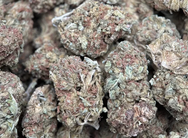 White Widow photo 3