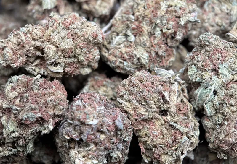 White Widow photo 4