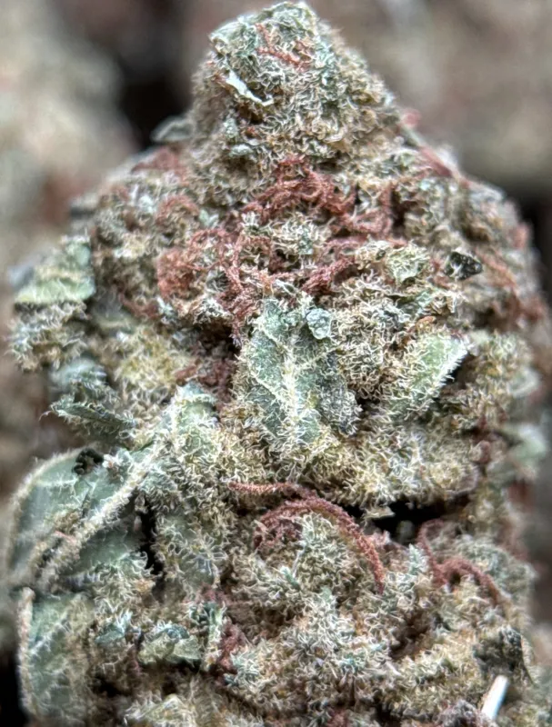 White Widow photo 5