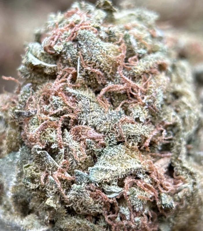 White Widow photo 6