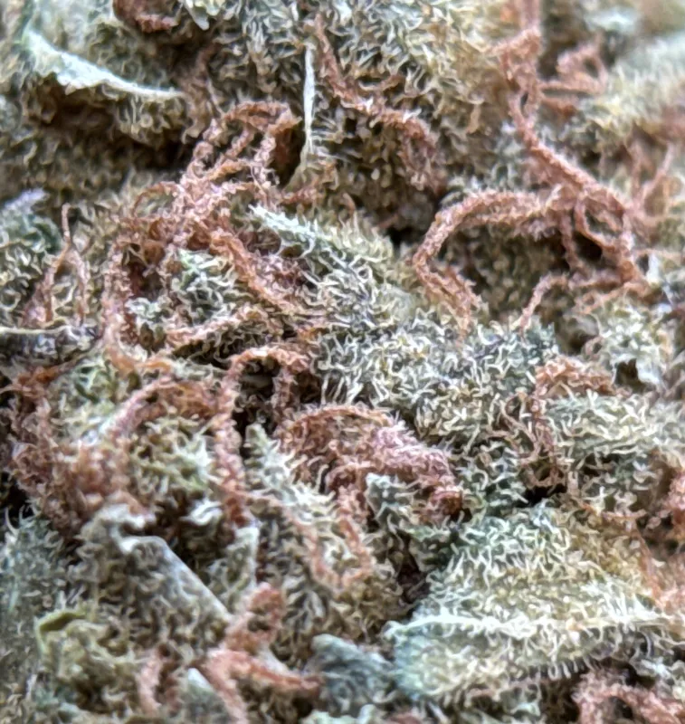 White Widow photo 7